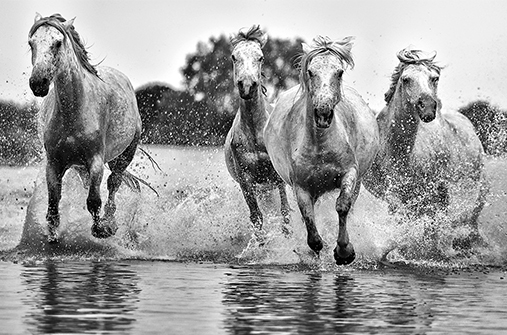 סדנת צילום בפרינאים - פסטיבל צוענים, סוסי פרא ושוורי בר, פלמינגו וביצות הקמארג