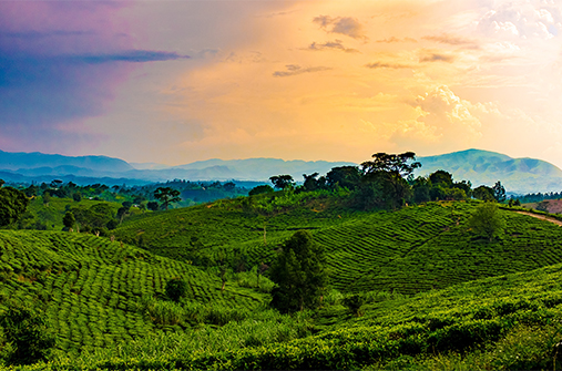 רואנדה - ארץ אלף הגבעות - מסלול הדגל