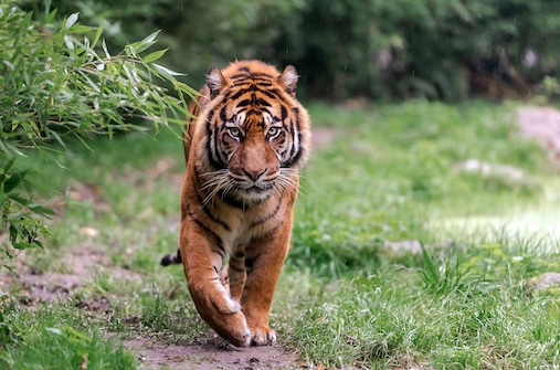 הודו - על טיגריסים ואריות