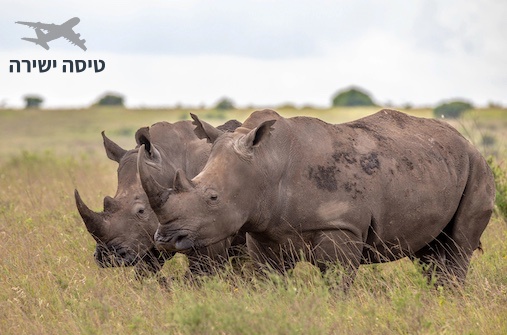 ספארי בקניה - המסלול האפקטיבי