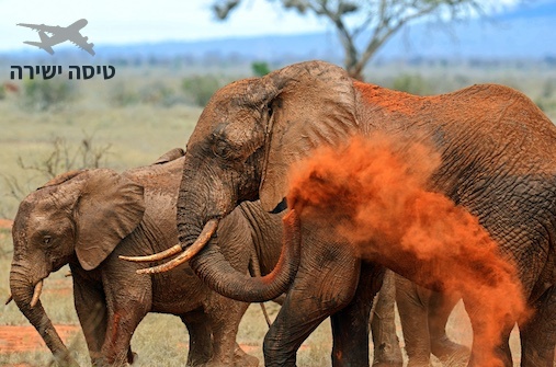 ספארי בקניה - Wilderness Safari