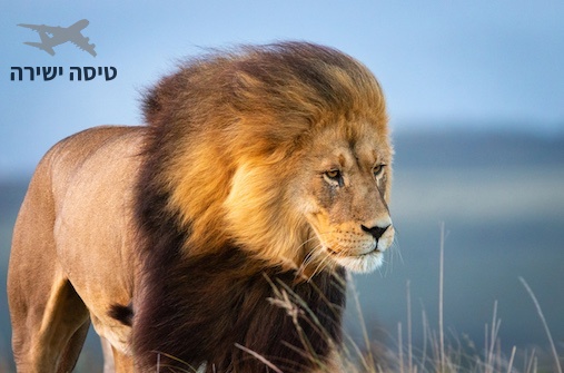 ספארי בקניה - הכי טוב שיצרנו