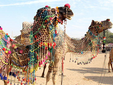 טיול לרג׳סטאן בזמן פסטיבל הגמלים