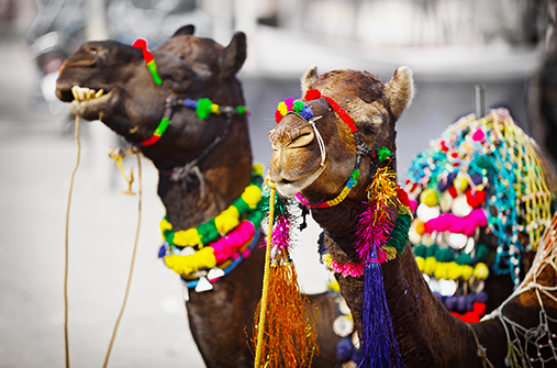 מסע בהודו – טיול עומק מיוחד בזמן פסטיבל הגמלים בפושקר