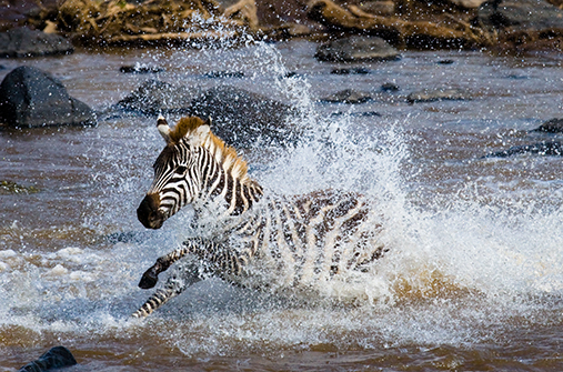 קניה - המסלול המקיף, כולל שמורות סמבורו, מסאי מארה ואמבוסלי