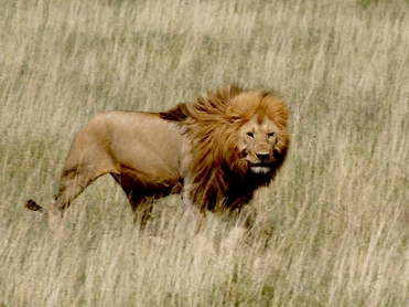 אריה בסרנגטי