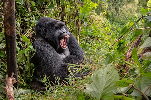 מסע צילום ברואנדה - בעקבות הגורילות והשימפנזים