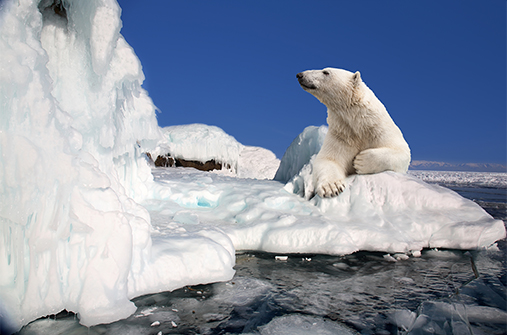 שפיצברגן: טיול לחוג הארקטי בדגש טבע