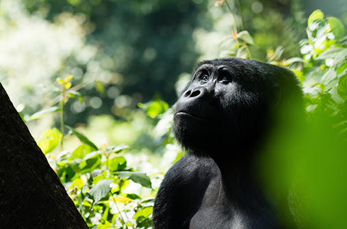 אוגנדה - אל הגורילות והשימפנזים בטיסה ישירה לטנזניה