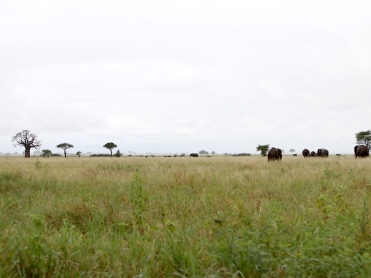 עדר פילים ועצי באובב בטרנגירי